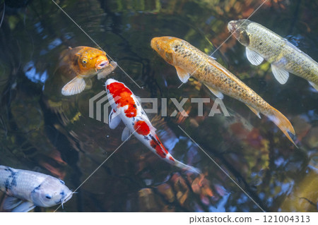 Autumn in Kyoto, Tenjuan, Shoin South Garden, Magnificent carp in the pond 121004313