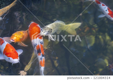Autumn in Kyoto, Tenjuan, Shoin South Garden, Magnificent carp in the pond 121004314