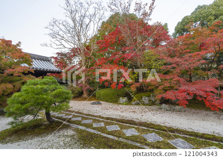 Autumn in Kyoto: Nanzenji Tenjuan, the eastern garden enveloped in autumn leaves 121004343