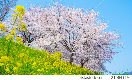 櫻花、油菜花(大川津分水嶺櫻花線) 櫻花、油菜花(大川津分水嶺櫻花線) 121004369