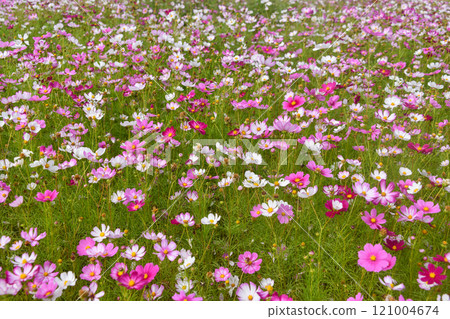 Cosmos Field Cosmos Field 121004674