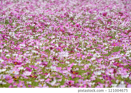 Cosmos Field 121004675