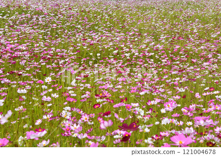Cosmos Field Cosmos Field 121004678