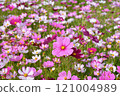 Cosmos Field Cosmos Field 121004989