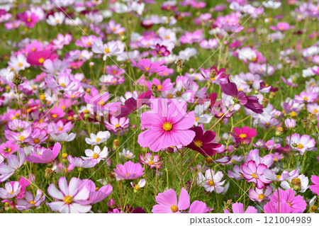 Cosmos Field 121004989