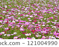 Cosmos Field Cosmos Field 121004990