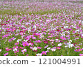 Cosmos Field Cosmos Field 121004991