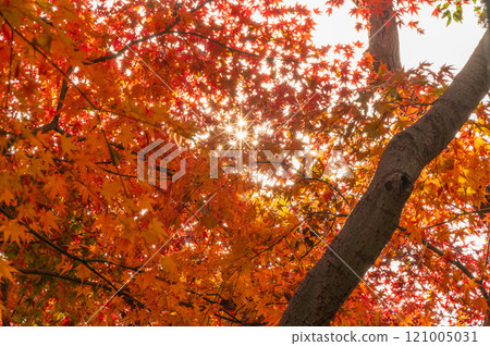 透過紅色楓葉的太陽光芒 透過紅色楓葉的太陽光芒 121005031