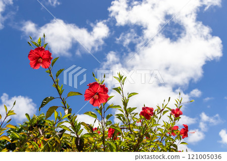 Hibiscus shining in the blue sky 121005036