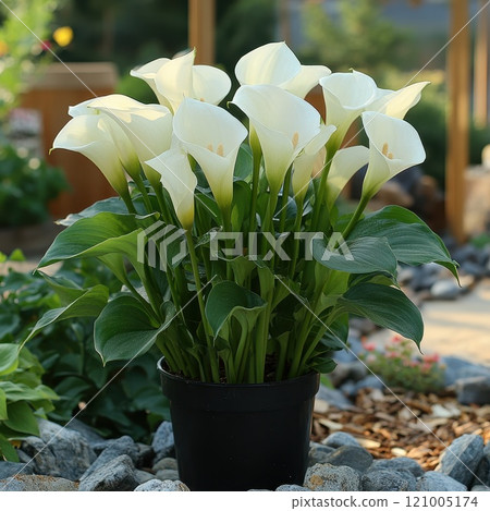 Calla leaves, Araceae plant, Calla palustris, bog arum, marsh calla, wild calla green foliage in garden 121005174