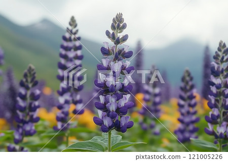 Vitex agnus-castus also called vitex, chaste tree or chastetree, chasteberry, purple flowers Vitex agnus-castus also called vitex, chaste tree or chastetree, chasteberry, purple flowers 121005226