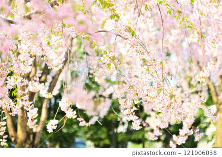 Pink-colored cherry blossoms 121006038