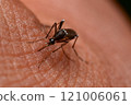 Mosquitoes sucking human blood Mosquitoes sucking human blood 121006061