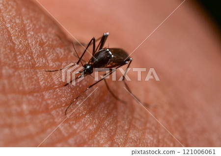 Mosquitoes sucking human blood Mosquitoes sucking human blood 121006061
