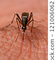 Mosquitoes sucking human blood Mosquitoes sucking human blood 121006062