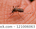 Mosquitoes sucking human blood Mosquitoes sucking human blood 121006063