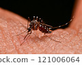 Mosquitoes sucking human blood Mosquitoes sucking human blood 121006064