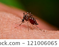 Mosquitoes sucking human blood Mosquitoes sucking human blood 121006065