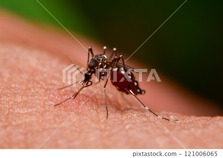 Mosquitoes sucking human blood Mosquitoes sucking human blood 121006065