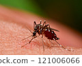 Mosquitoes sucking human blood Mosquitoes sucking human blood 121006066