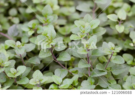 Densely packed oregano plants Densely packed oregano plants 121006088