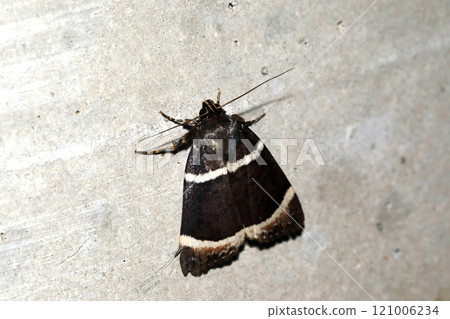 White-striped armyworm 121006234