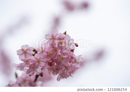 Kawazu cherry blossoms bathed in the spring sunshine 121006254