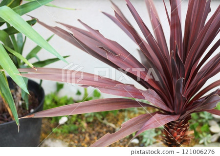 Cordyline whose leaves are being nibbled by grasshoppers 121006276