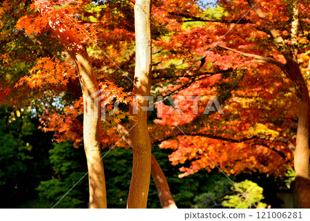 東京小石川後樂園 - 紅楓葉的風景 東京小石川後樂園 - 紅楓葉的風景 121006281