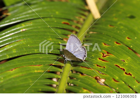 Kuromadara Sautezu Shizimi 121006303
