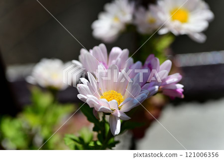 Bonza Margaret Scenery Bonza Margaret Scenery 121006356