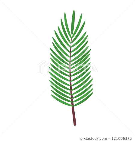 Fir or pine twig. Christmas decoration isolated on white background. 121006372