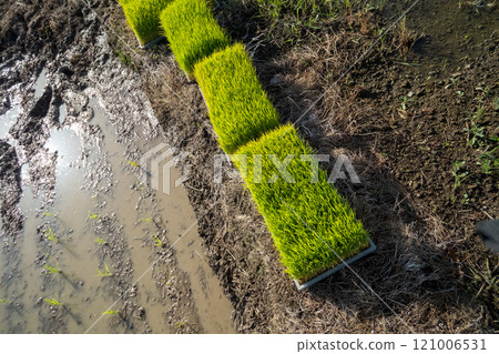 paddy field, rice field, paddy 121006531