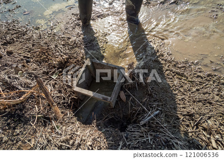 水稻種植 水稻 拔出 121006536