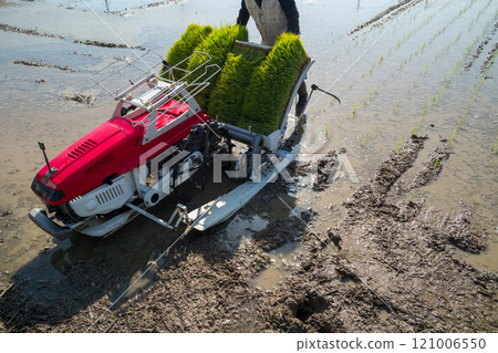 rice planting, seeding, rice transplanter 121006550