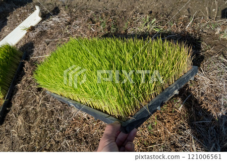 水稻種植 稻田 水稻 121006561
