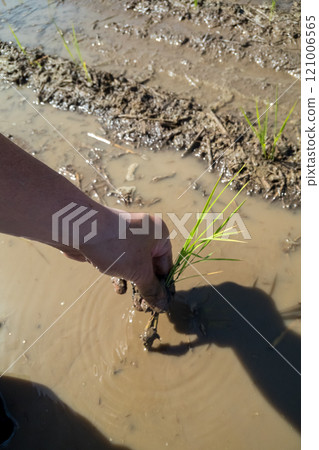 rice planting, paddy, seeding 121006565