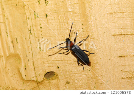 Firefly Kamikiri Firefly Kamikiri 121006578