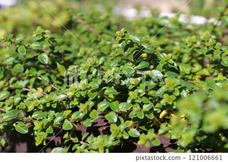 Dense thyme leaves Dense thyme leaves 121006661