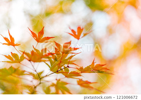 Maple leaves, autumn colors in Japan Maple leaves, autumn colors in Japan 121006672