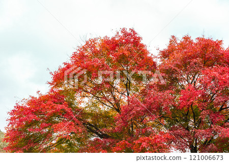Maple leaves, autumn colors in Japan Maple leaves, autumn colors in Japan 121006673