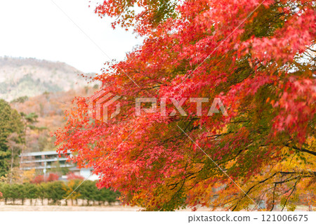 Maple leaves, autumn colors in Japan 121006675