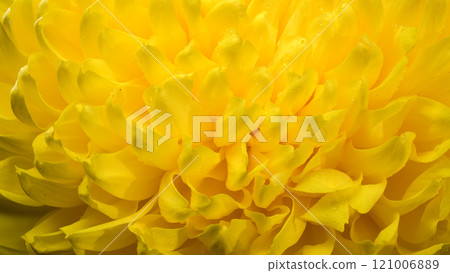 Yellow Chrysanthemum macro photography 121006889