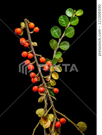 Cotoneaster Branch with Red Berries on black background 121006890