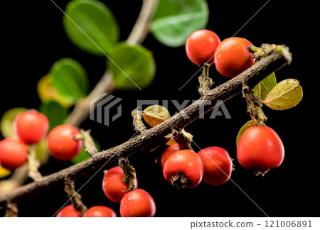 Cotoneaster Branch with Red Berries on black background Cotoneaster Branch with Red Berries on black background 121006891