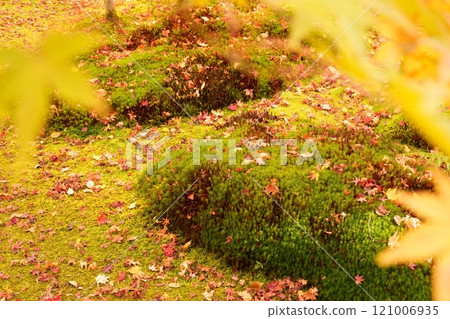 京都只王寺苔蘚花園裡的落葉飄落【12月】 121006935
