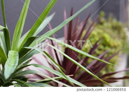 Yucca leaves Cordyline leaves 121006958