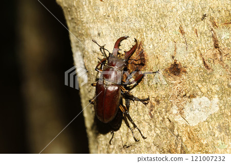 Miyama stag beetle ♂♀ 121007232