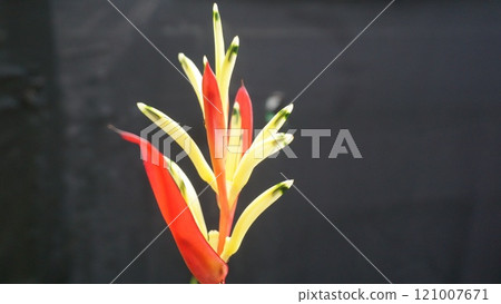 Exotic Tropical Flower with Vibrant Yellow and Red Petals (Parrot's beak/Heliconia psittacorum) Exotic Tropical Flower with Vibrant Yellow and Red Petals (Parrot's beak/Heliconia psittacorum) 121007671