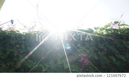 Sunlight Beaming Over Lush Green Vines with Pink Flowers Sunlight Beaming Over Lush Green Vines with Pink Flowers 121007672
